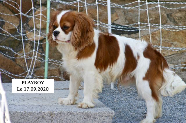 CHIEN CAVALIER KING CHARLES BLENHEIM MÂLE REPRODUCTEUR