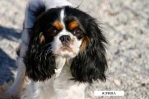 CHIEN CAVALIER KING CHARLES TRICOLORE FEMELLE