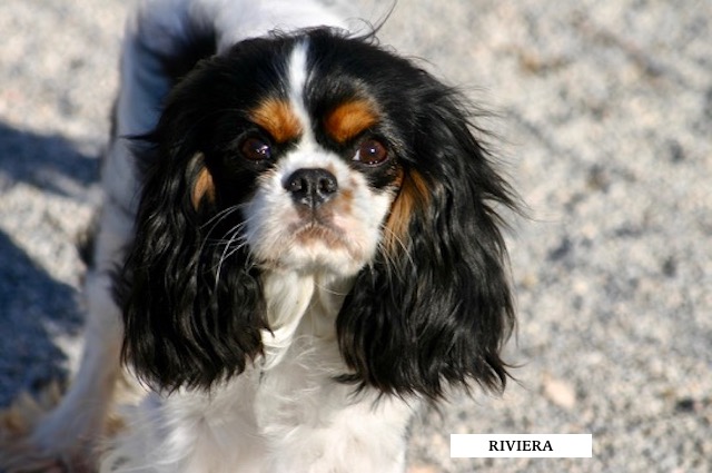 CHIEN CAVALIER KING CHARLES TRICOLORE FEMELLE