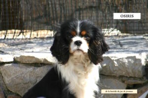 CAVALIER KING CHARLES TRICOLORE ADULTE FEMELLE