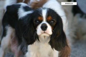 CAVALIER KING CHARLES FEMELLE TRICOLORE ADULTE