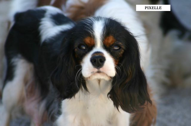 CAVALIER KING CHARLES FEMELLE TRICOLORE ADULTE