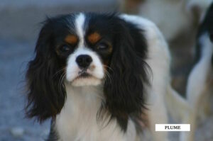 CHIEN CAVALIER KING CHARLES TRICOLORE