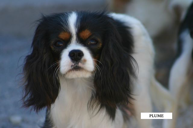CHIEN CAVALIER KING CHARLES TRICOLORE
