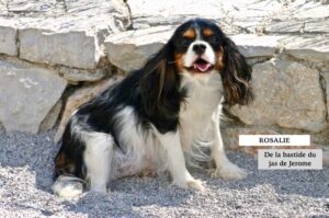 CAVALIER KING CHARLES TRICOLORE FEMELLE ADULTE