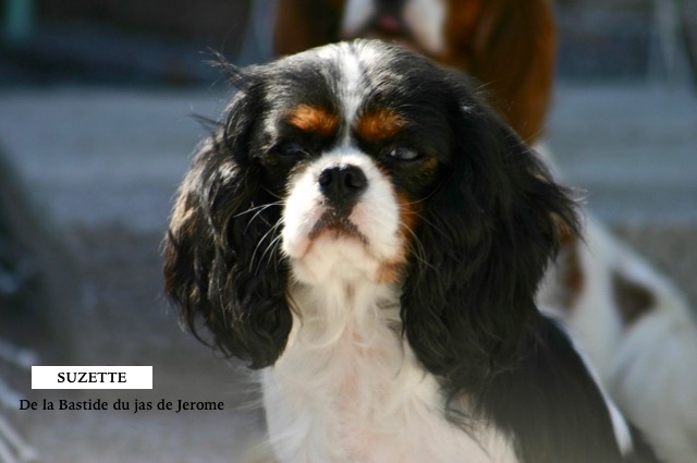 CHIEN CAVALIER KING CHARLES TRICOLORE FEMELLE