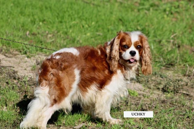 CAVALIER KING CHARLES ADULTE MÂLE BLENHEIM