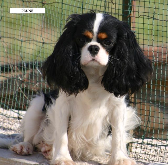 FEMELLE CAVALIER KING CHARLES TRICOLORE : PRUNE