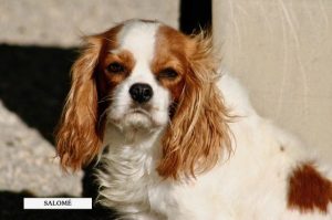 CAVALIER KING CHARLES FEMELLE BLENHEIM