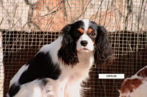 CHIOT CAVALIER KING CHARLES FEMELLE TRICOLORE