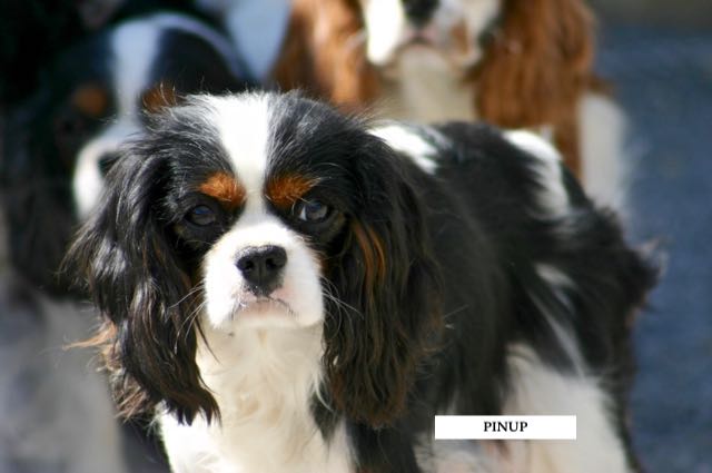 CAVALIER KING CHARLES ADULTE FEMELLE TRICOLORE : PINUP