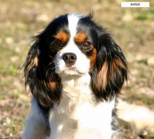 CAVALIER KING CHARLES ADULTE FEMELLE TRICOLORE