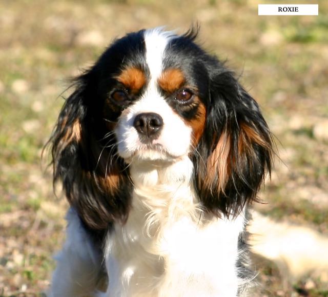 CAVALIER KING CHARLES ADULTE FEMELLE TRICOLORE