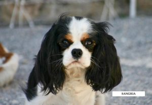 CAVALIER KING CHARLES TRICOLORE ADULTE FEMELLE