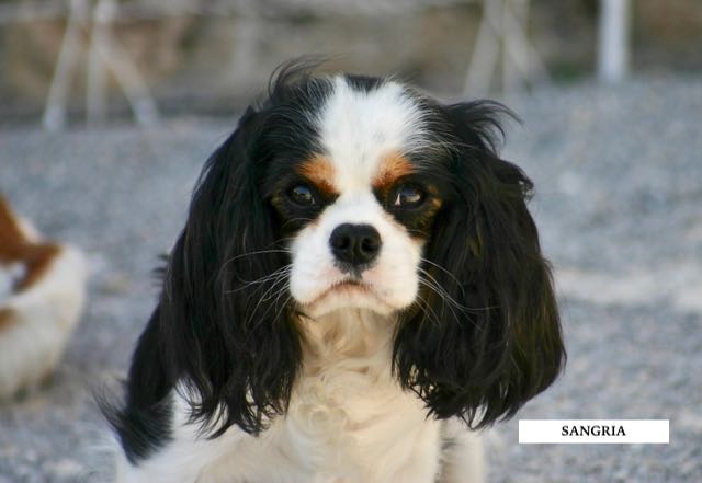 CAVALIER KING CHARLES TRICOLORE ADULTE FEMELLE