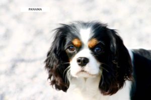 CHIEN CAVALIER KING CHARLES TRICOLORE FEMELLE ADULTE