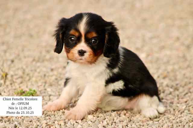 CHIOT CAVALIER KING CHARLES TRICOLORE- AGE 6 SEMAINES