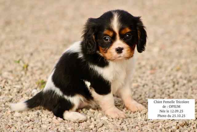 CHIOT CAVALIER KING CHARLES TRICOLORE- AGE 6 SEMAINES