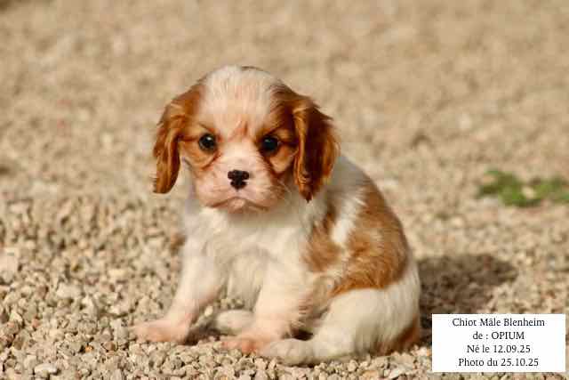 CHIOT CAVALIER KING CHARLES BLENHEIM - AGE 6 SEMAINES