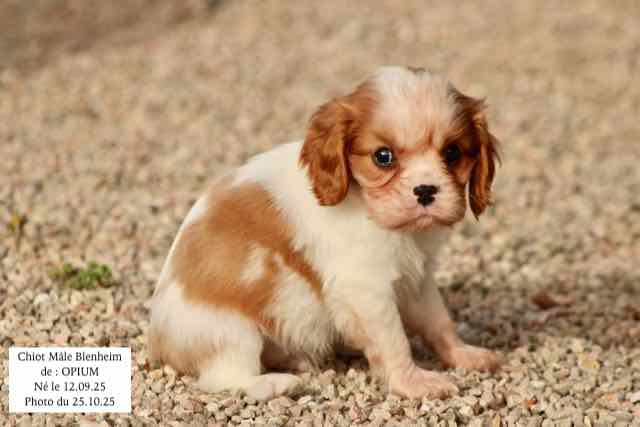 CHIOT CAVALIER KING CHARLES BLENHEIM - AGE 6 SEMAINES