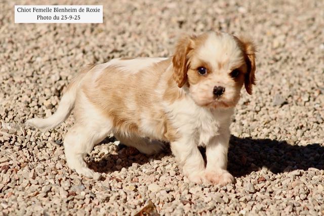 CHIOT CAVALIER KING CHARLES BLENHEIM
