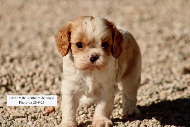 CHIOT CAVALIER KING CHARLES BLENHEIM