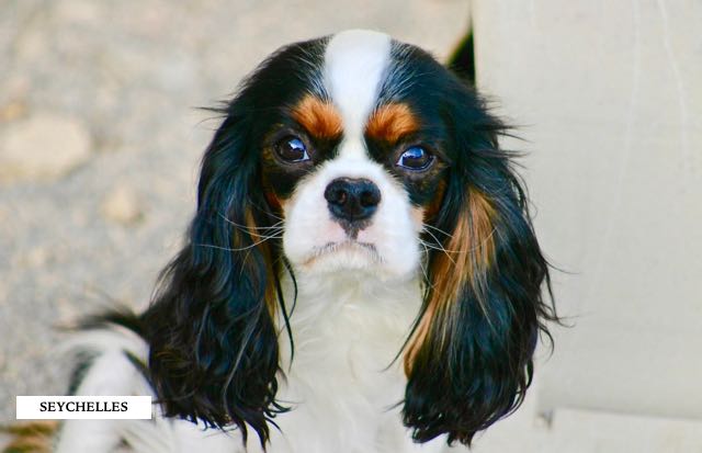 CAVALIER KING CHARLES TRICOLORE FEMELLE ADULTE REPRODUCTRICE