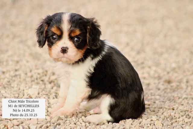 CHIOT CAVALIER KING CHARLES TRICOLORE- AGE 6 SEMAINES