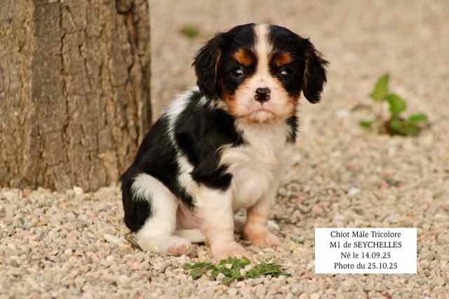 CHIOT CAVALIER KING CHARLES TRICOLORE- AGE 6 SEMAINES