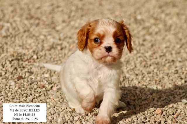 CHIOT CAVALIER KING CHARLES BLENHEIM - AGE 6 SEMAINES