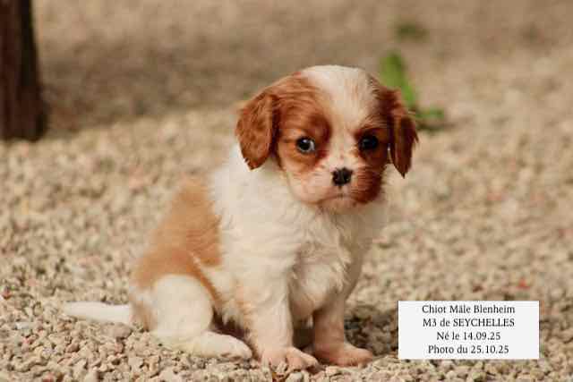 CHIOT CAVALIER KING CHARLES BLENHEIM - AGE 6 SEMAINES