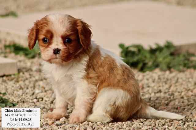 CHIOT CAVALIER KING CHARLES BLENHEIM - AGE 6 SEMAINES