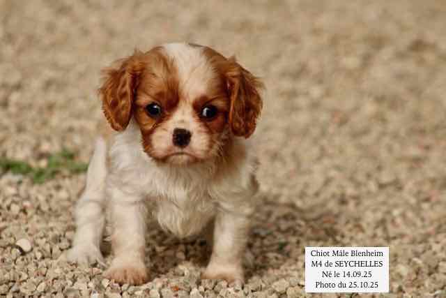 CHIOT CAVALIER KING CHARLES BLENHEIM - AGE 6 SEMAINES