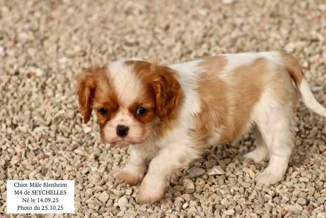 CHIOT CAVALIER KING CHARLES BLENHEIM - AGE 6 SEMAINES