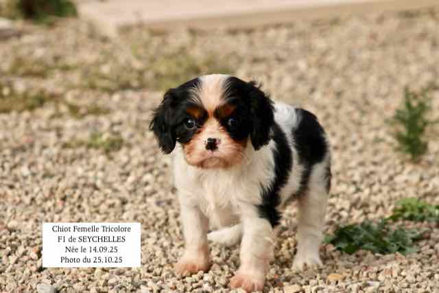 CHIOT CAVALIER KING CHARLES TRICOLORE- AGE 6 SEMAINES