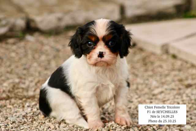 CHIOT CAVALIER KING CHARLES TRICOLORE- AGE 6 SEMAINES