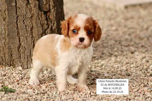 CHIOT CAVALIER KING CHARLES BLENHEIM - AGE 6 SEMAINES