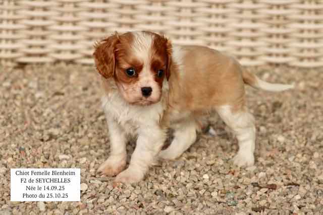 CHIOT CAVALIER KING CHARLES BLENHEIM - AGE 6 SEMAINES