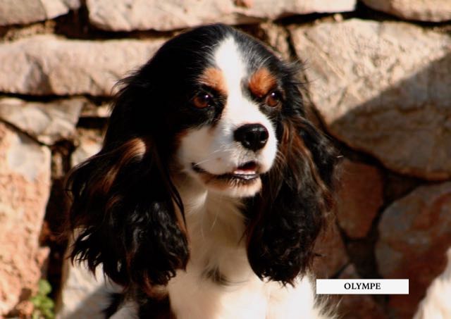 CAVALIER KING CHARLES TRICOLORE FEMELLE ADULTE