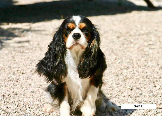 CAVALIER KING CHARLES TRICOLORE ADULTE