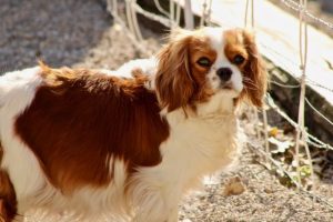 CAVALIER KING CHARLES BLENHEIM ADULTE