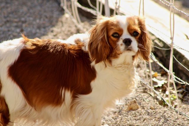 CAVALIER KING CHARLES BLENHEIM ADULTE