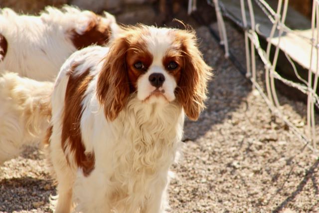 CAVALIER KING CHARLES BLENHEIM ADULTE