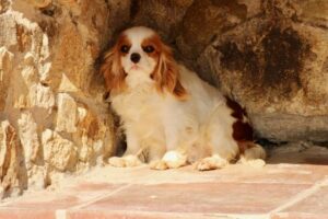 CAVALIER KING CHARLES BLENHEIM FEMELLE ADULTE
