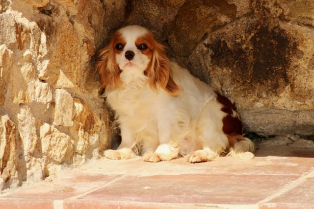 CAVALIER KING CHARLES BLENHEIM FEMELLE ADULTE