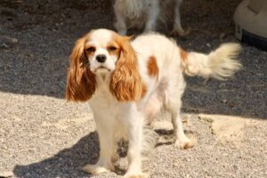 CAVALIER KING CHARLES BLENHEIM ADULTE