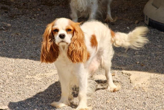 CAVALIER KING CHARLES BLENHEIM ADULTE