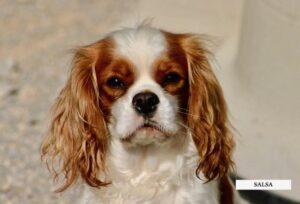 CHIEN CAVALIER KING CHARLES FEMELLE BLENHEIM