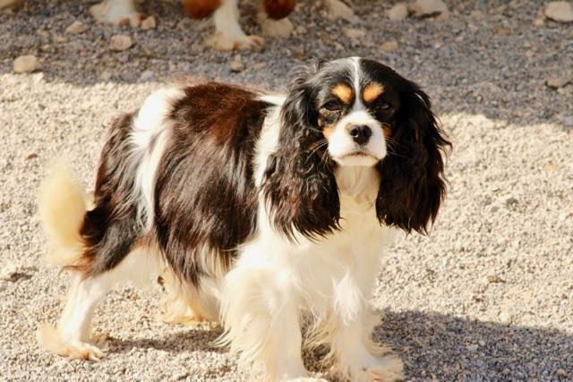 CAVALIER KING CHARLES TRICOLORE FEMELLE ADULTE