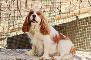 CAVALIER KING CHARLES BLENHEIM FEMELLE ADULTE